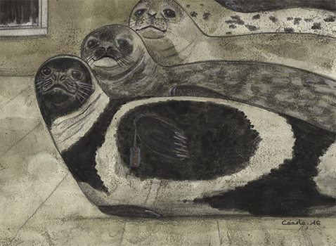  [ Seals, © 2016 Cécile Matthey ] 