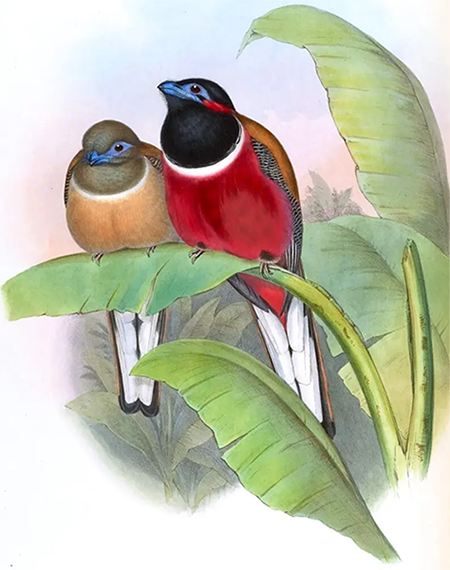  [ Harpactes Kasumba by John Gould and H.C. Richter (1854) ] 